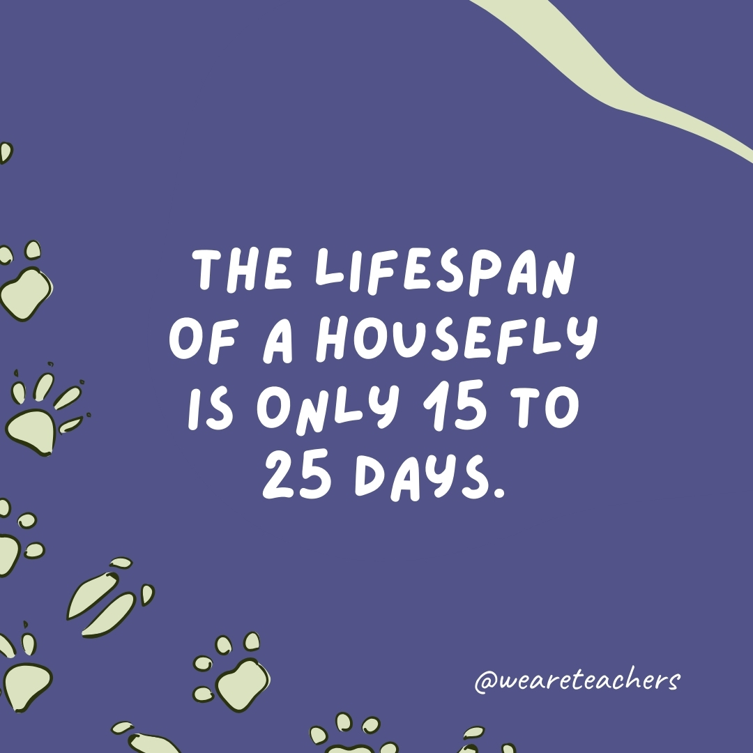 The lifespan of a housefly is only 15 to 25 days.