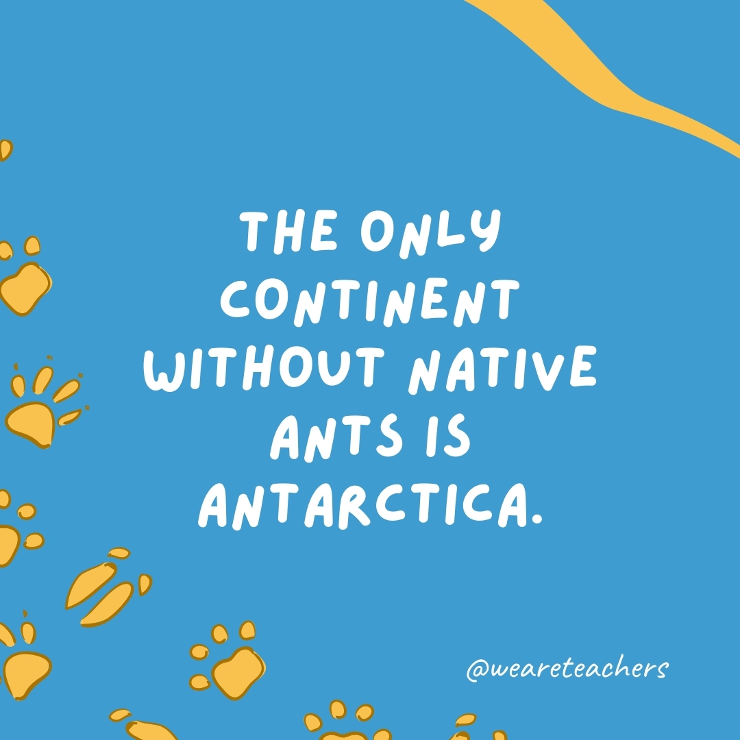 The only continent without native ants is Antarctica.- animal facts