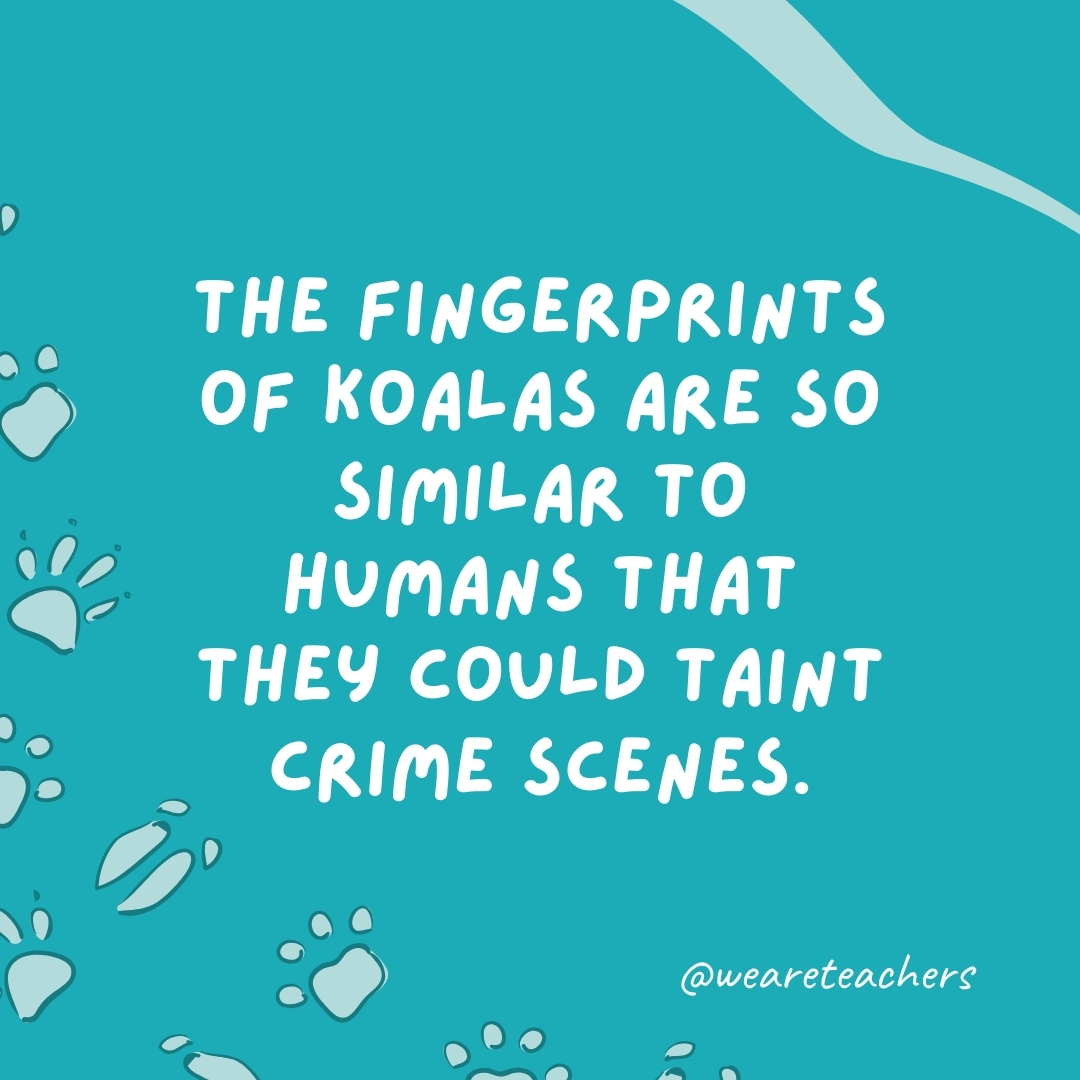 The fingerprints of koalas are so similar to humans that they could taint crime scenes.