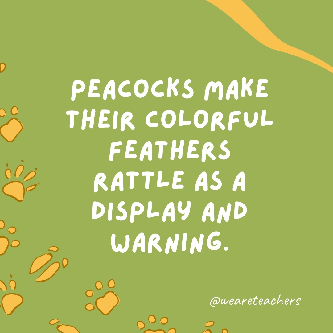 Peacocks make their colorful feathers rattle as a display and warning.- animal facts