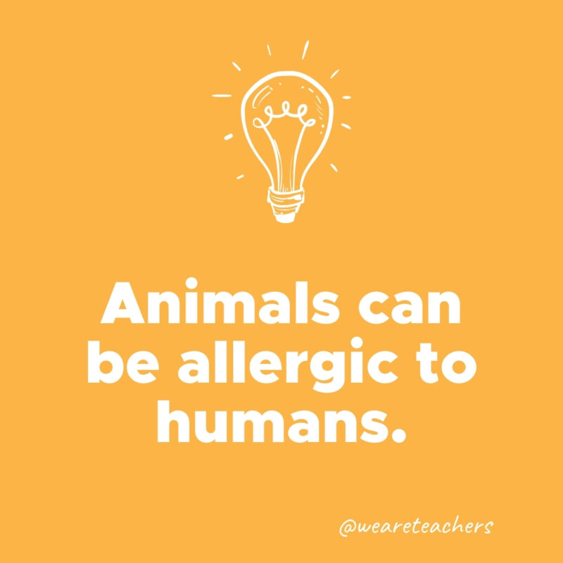 Animals can be allergic to humans.