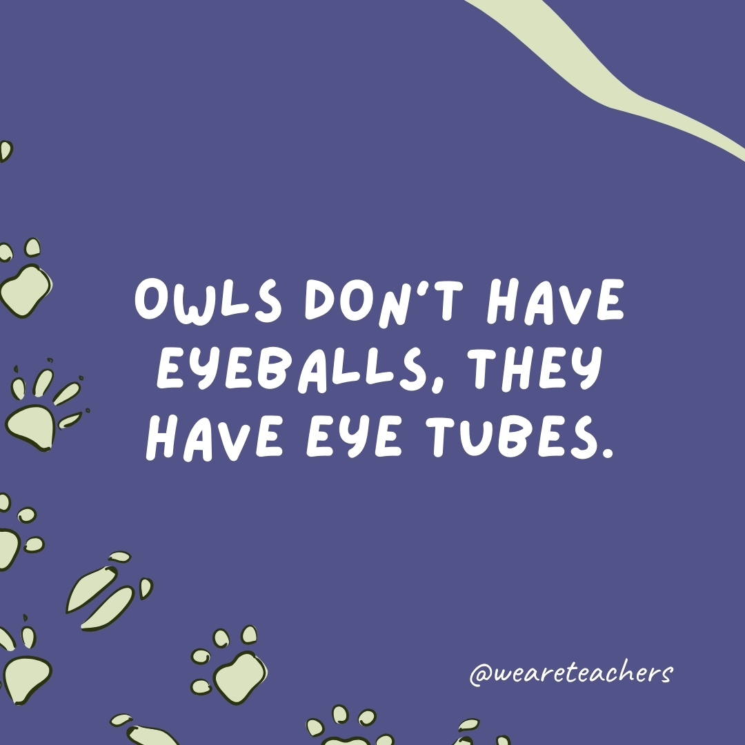 Owls don’t have eyeballs, they have eye tubes.