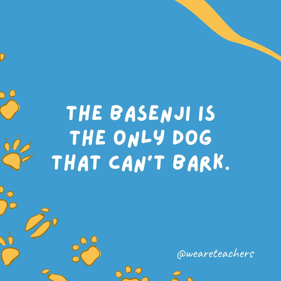 The basenji is the only dog that can't bark.