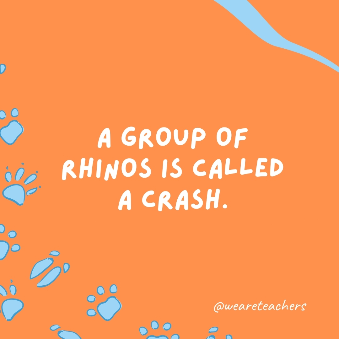 A group of rhinos is called a crash.