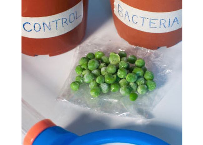 Frozen peas next to two plant containers labeled control and bacteria 