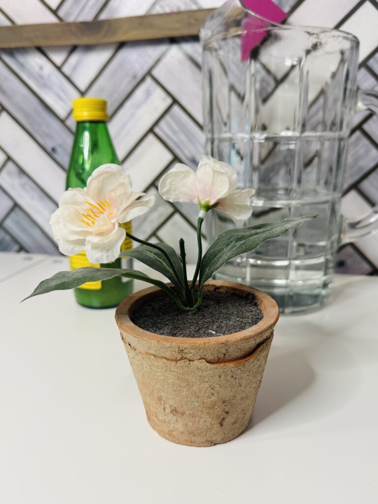 an image of an 8th grade science fair experiment showcasing watering plants with different liquids