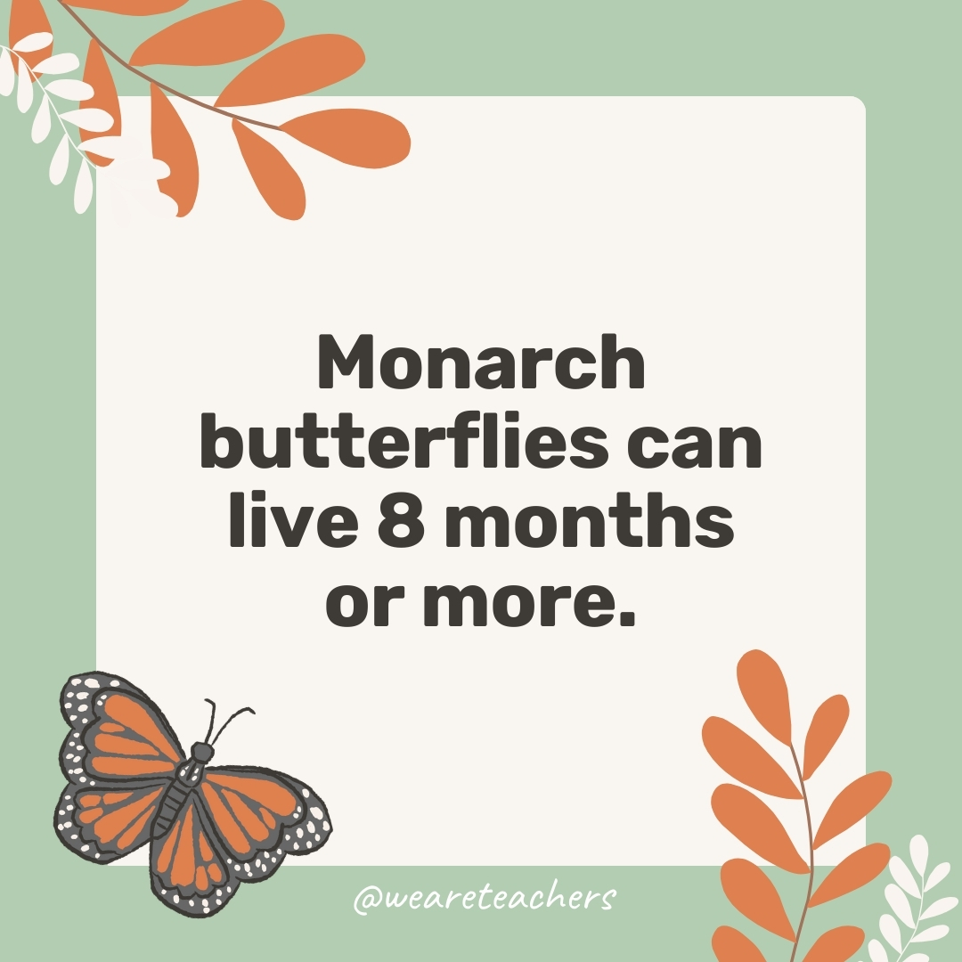 Monarch butterflies can live 8 months or more.