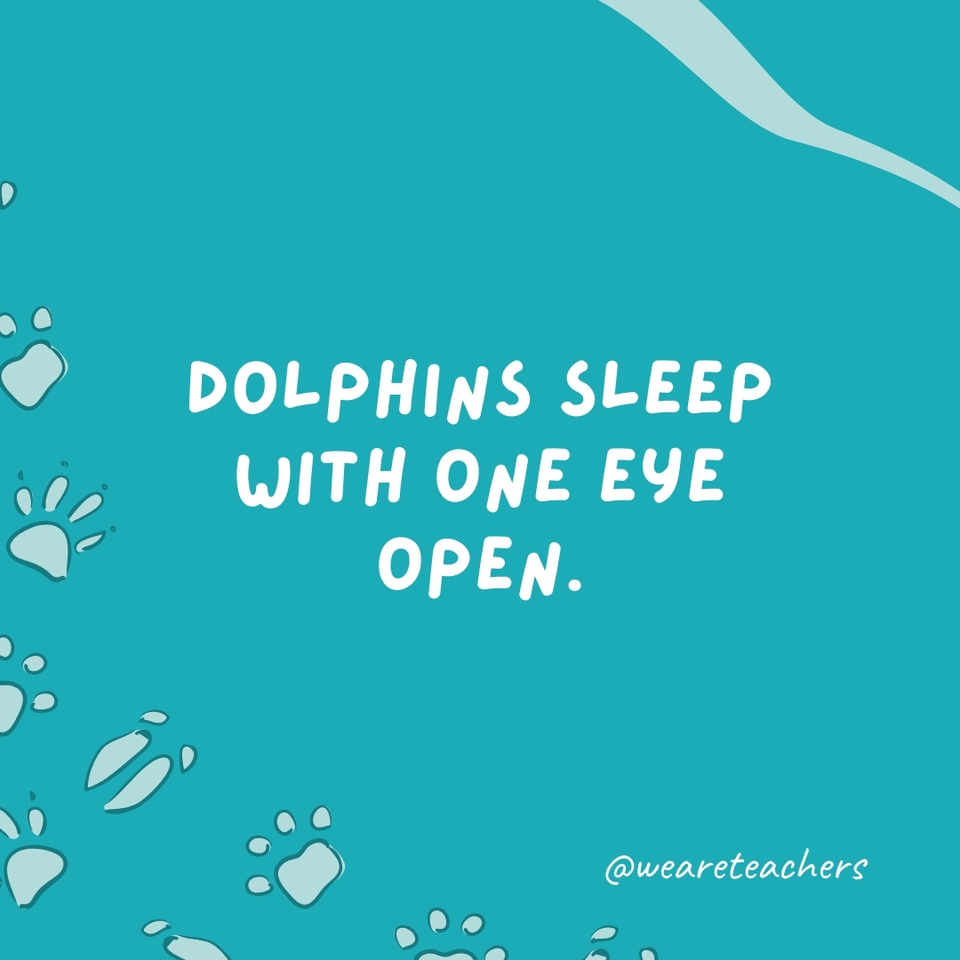Dolphins sleep with one eye open.- animal facts