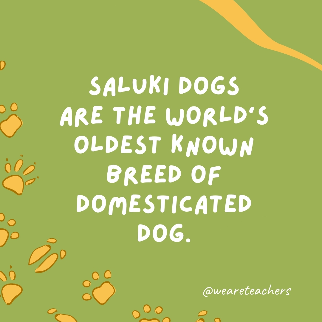 Saluki dogs are the world's oldest known breed of domesticated dog.