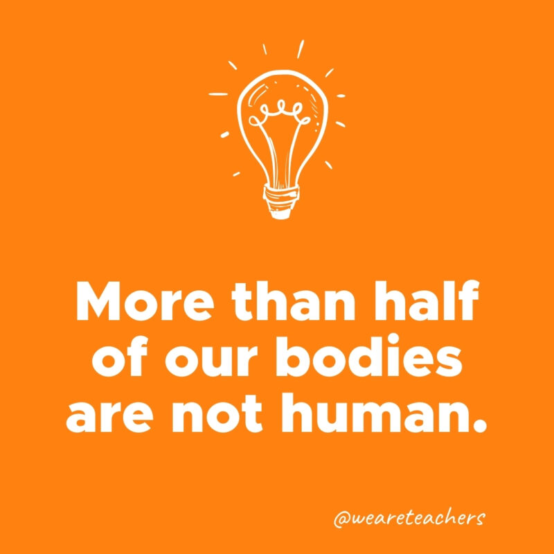 More than half of our bodies are not human.