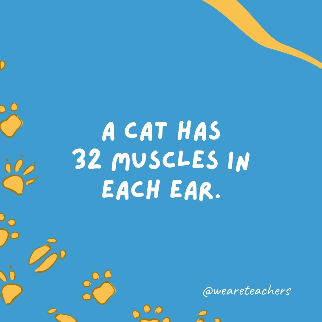A cat has 32 muscles in each ear.- animal facts
