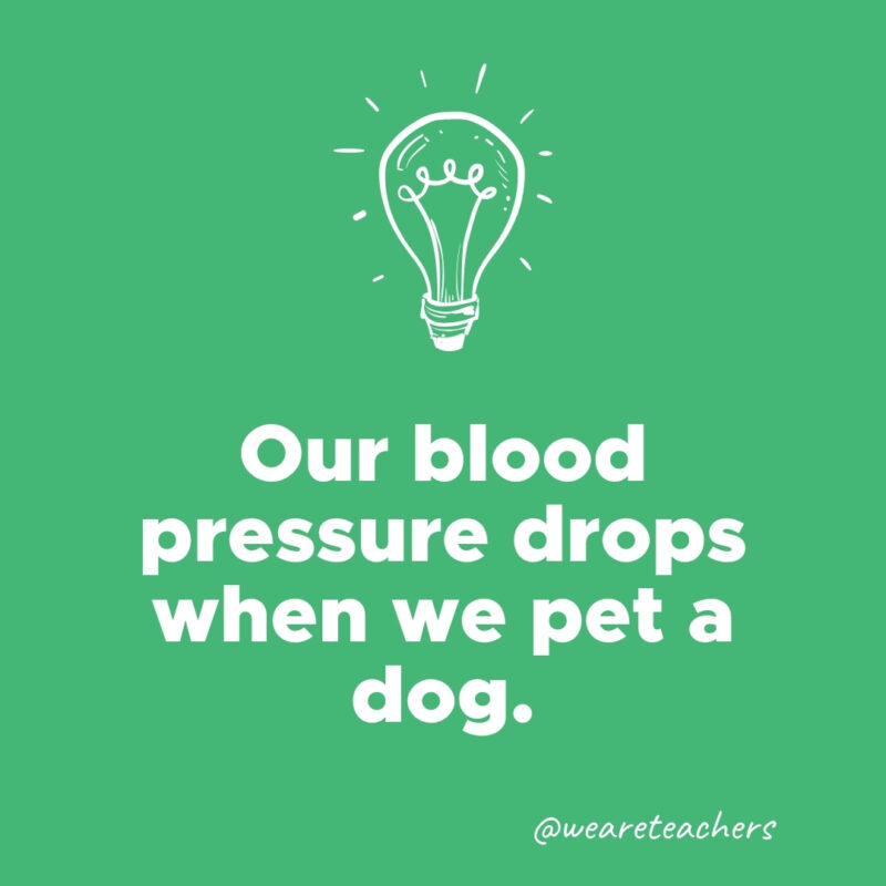 Our blood pressure drops when we pet a dog.- weird fun facts