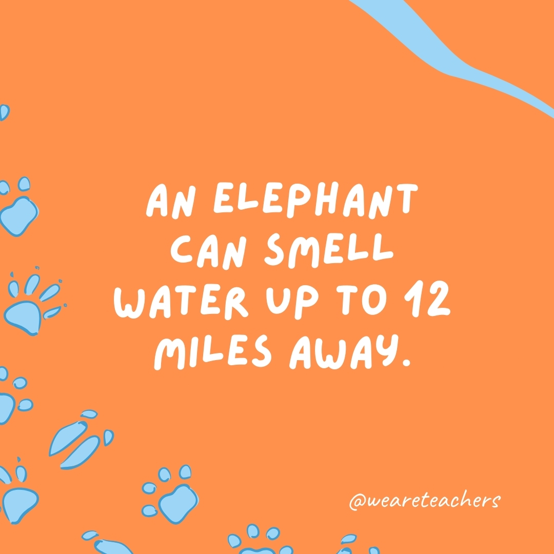 An elephant can smell water up to 12 miles away.