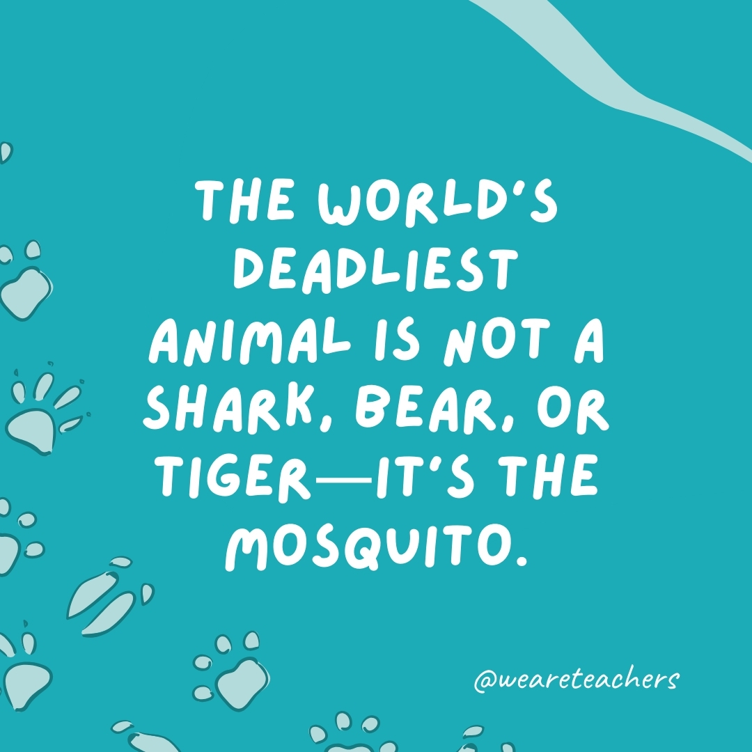 The world's deadliest animal is not a shark, bear, or tiger—it's the mosquito.