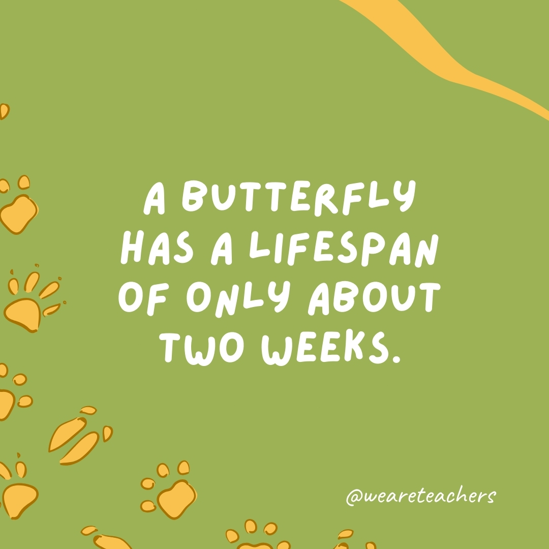 A butterfly has a lifespan of only about two weeks.
