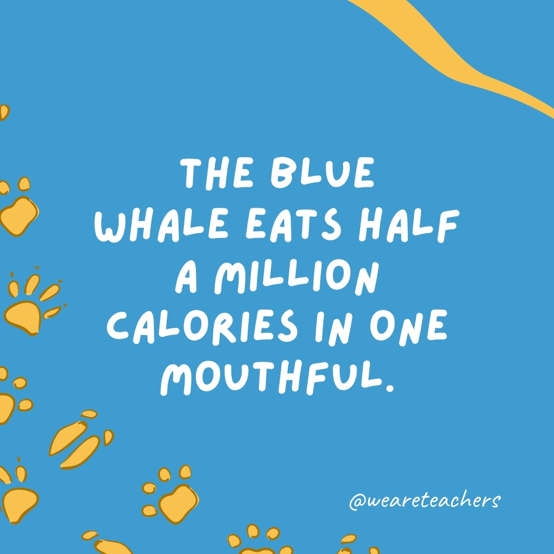 The blue whale eats half a million calories in one mouthful.
