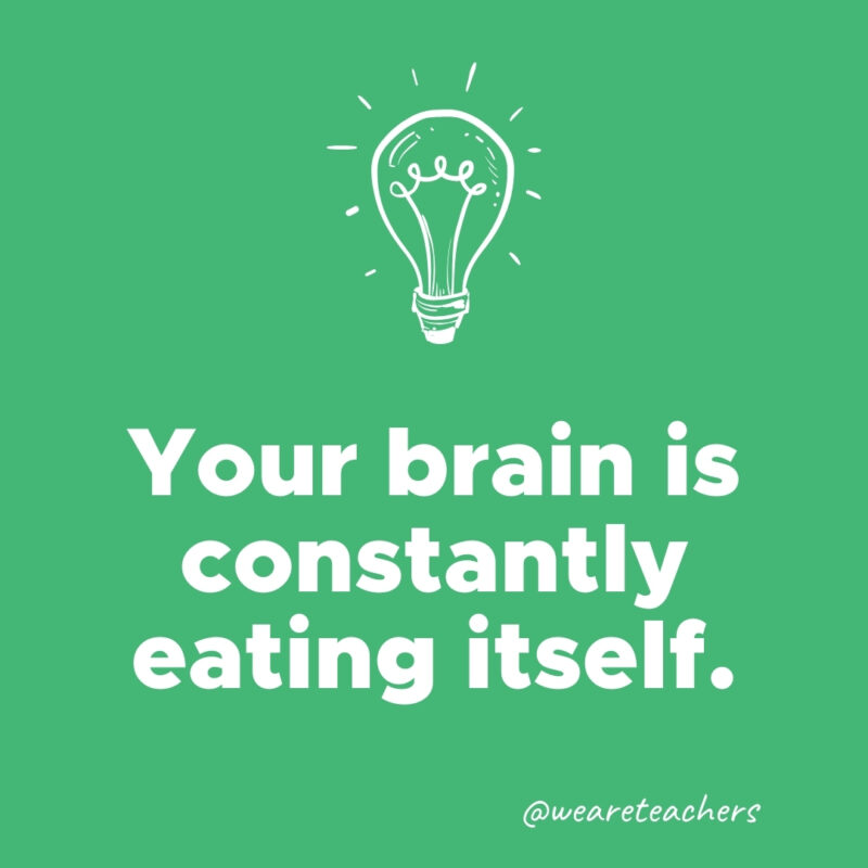 Your brain is constantly eating itself.