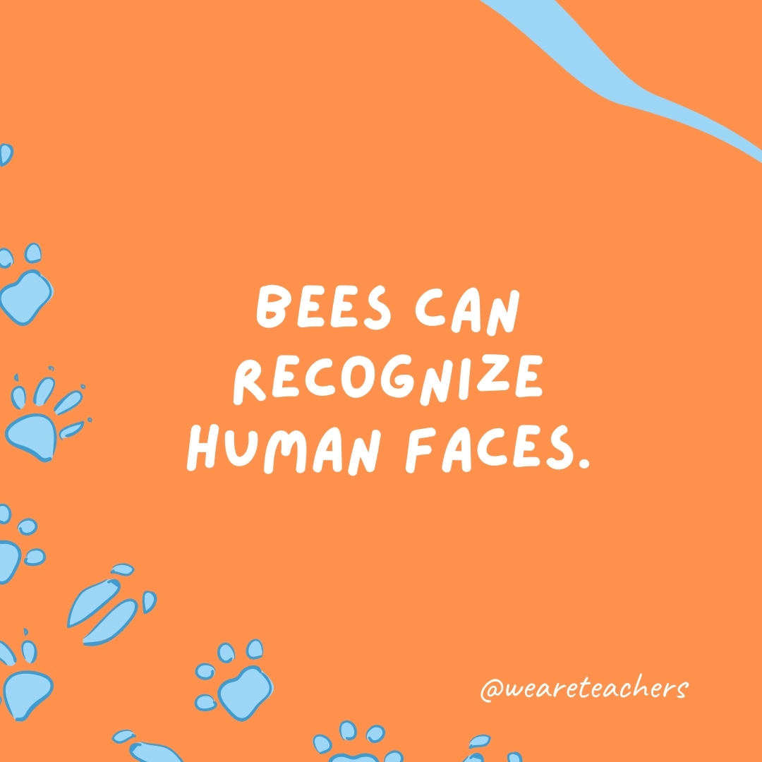 Bees can recognize human faces.