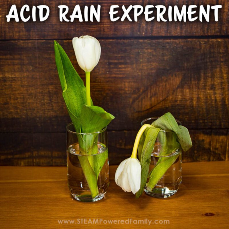 Acid rain experiment for 7th graders. 