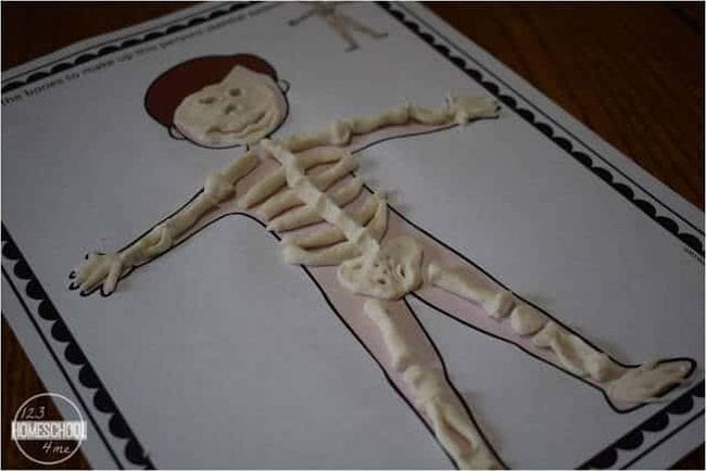 Skeleton made of play-dough