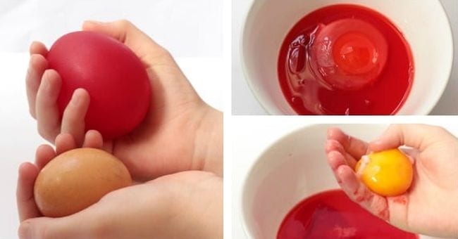 Eggs dyed red- anatomy activities