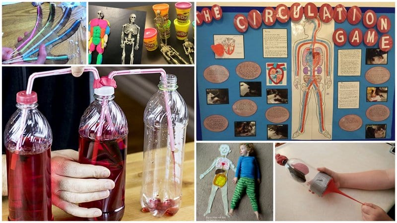 Six separate images of anatomy activities and experiments.