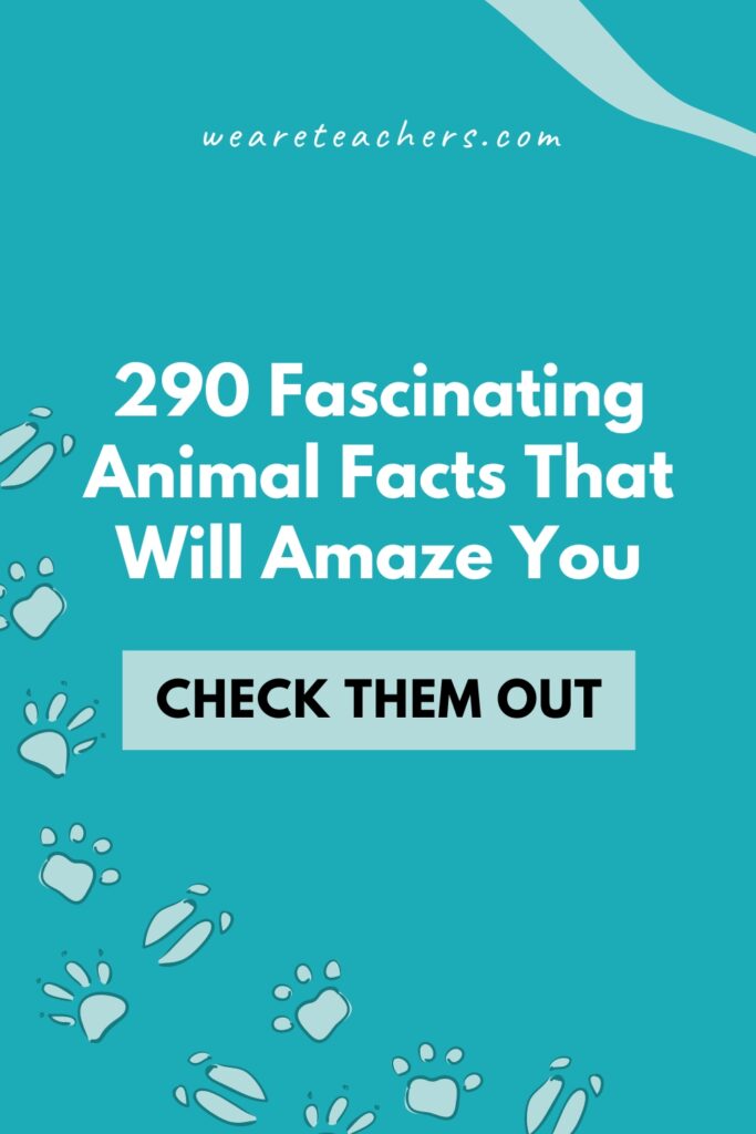 These animal facts are great for learning more about how amazing, gross, fast, and fun the Earth's creatures are!