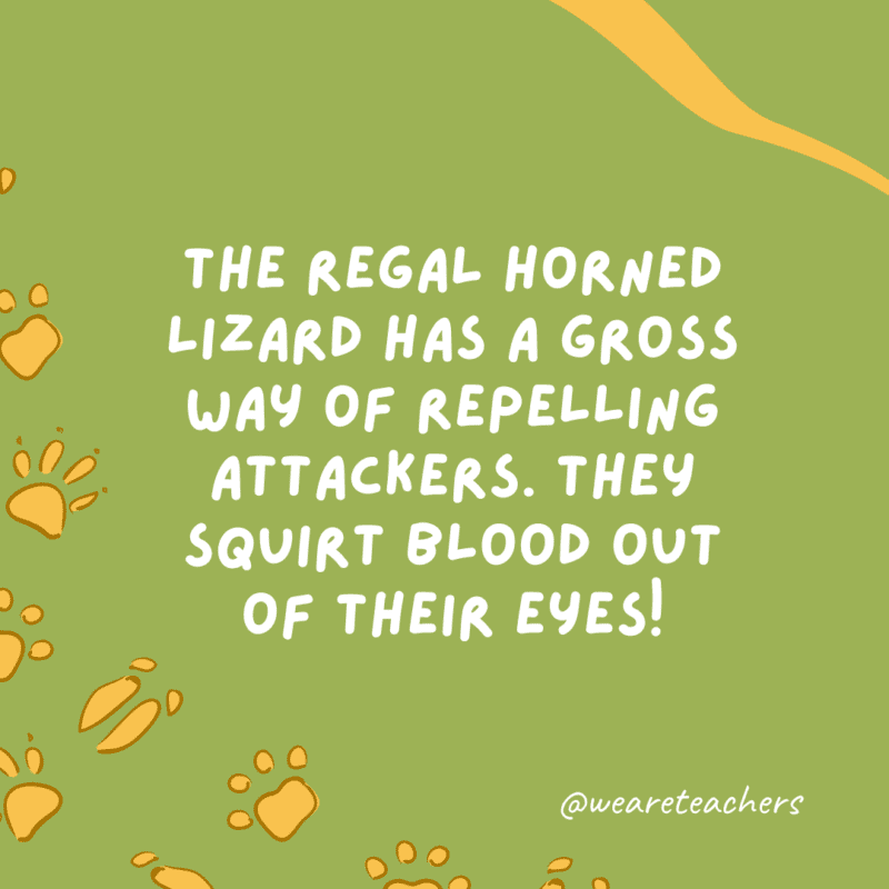 The regal horned lizard has a gross way of repelling attackers. They squirt blood out of their eyes!