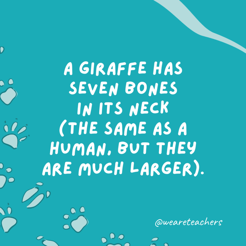 A giraffe has seven bones in its neck (the same as a human, but they are much larger).