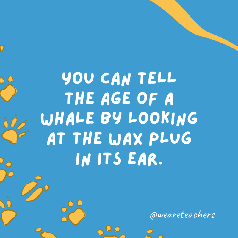 You can tell the age of a whale by looking at the wax plug in its ear. 