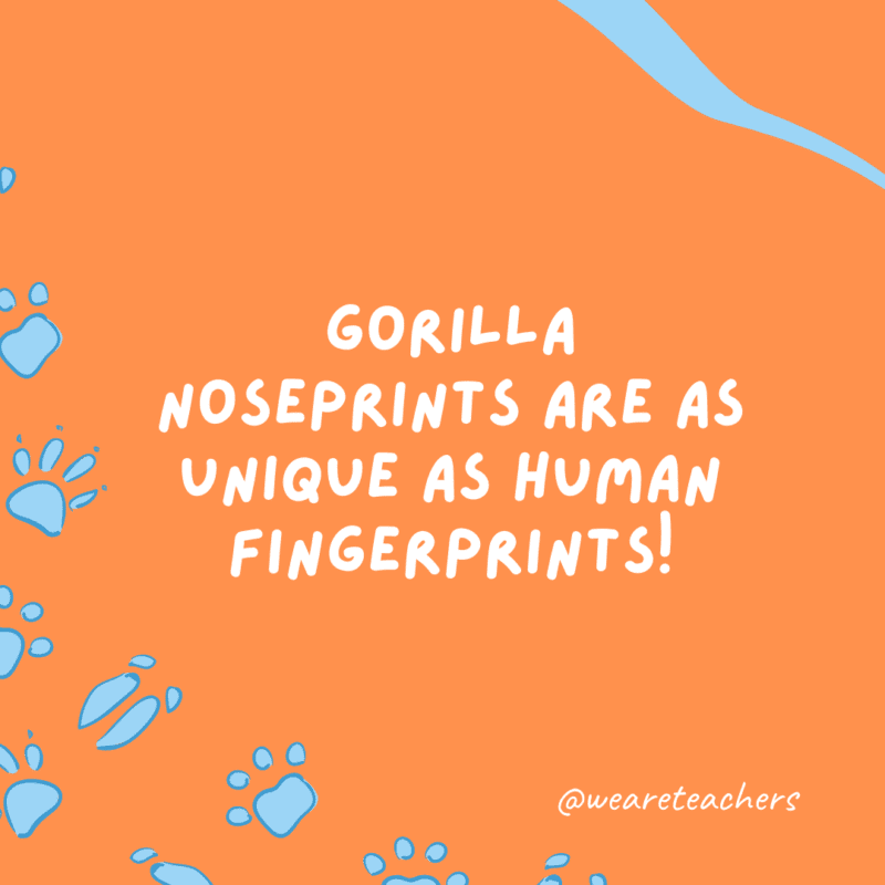Gorilla noseprints are as unique as human fingerprints!