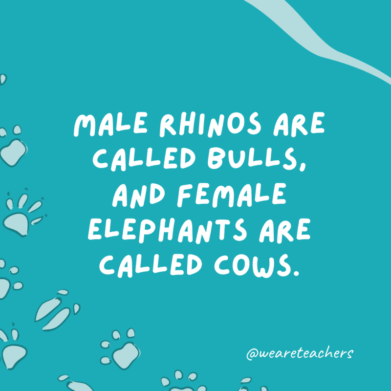 Male rhinos are called bulls, and female elephants are called cows.