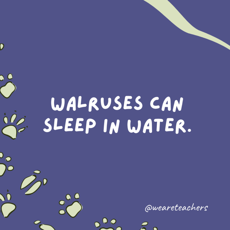 Walruses can sleep in water.