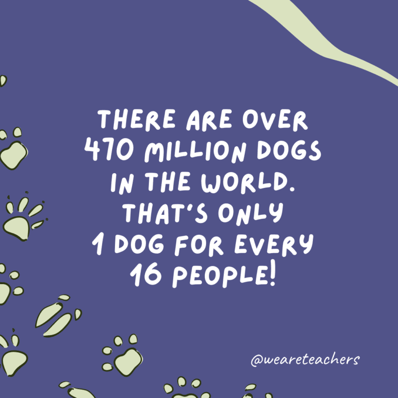 There are over 470 million dogs in the world. That’s only 1 dog for every 16 people!