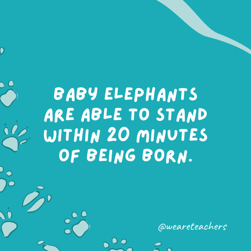Baby elephants are able to stand within 20 minutes of being born.
