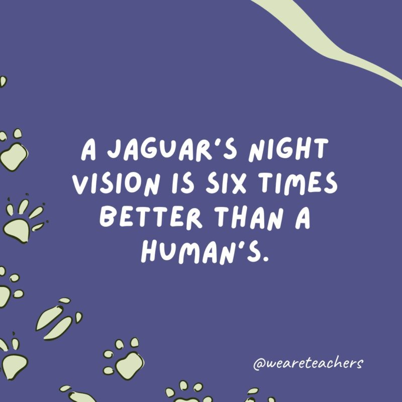 A jaguar’s night vision is six times better than a human's.