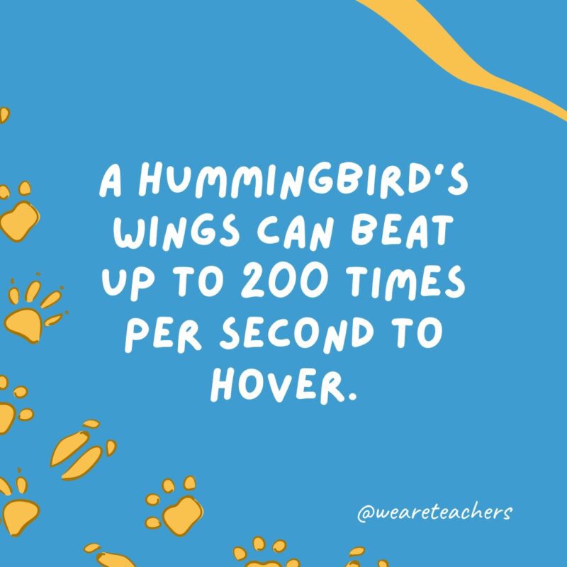 A hummingbird’s wings can beat up to 200 times per second to hover.