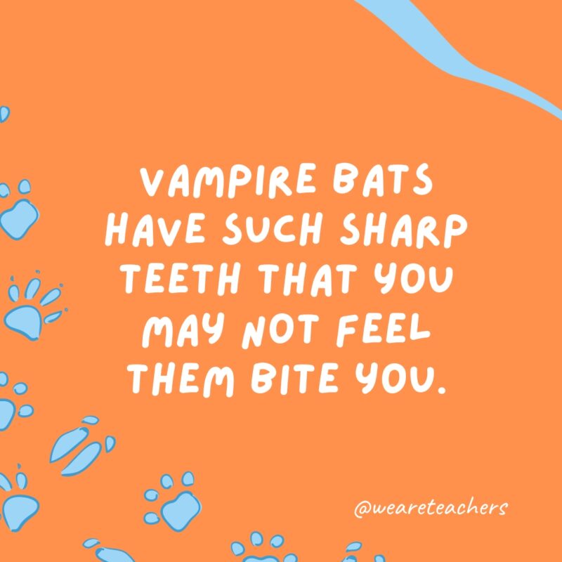 Vampire bats have such sharp teeth that you may not feel them bite you.