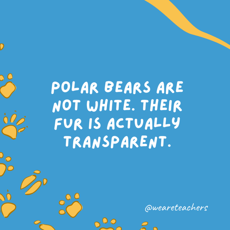 Polar bears are not white. Their fur is actually transparent.