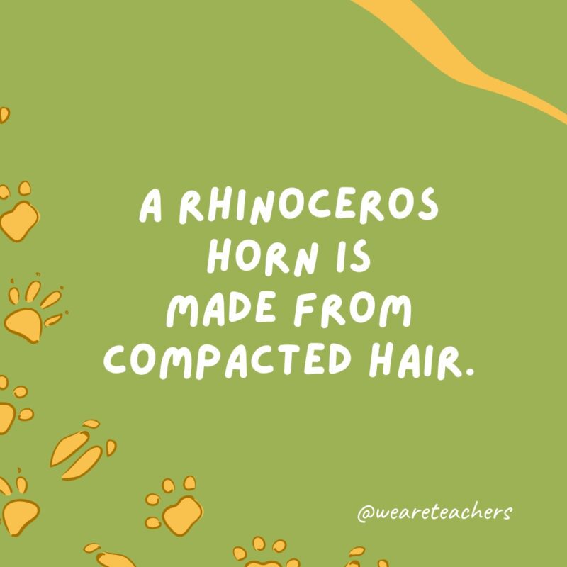 A rhinoceros horn is made from compacted hair.