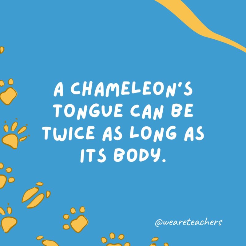 A chameleon’s tongue can be twice as long as its body.