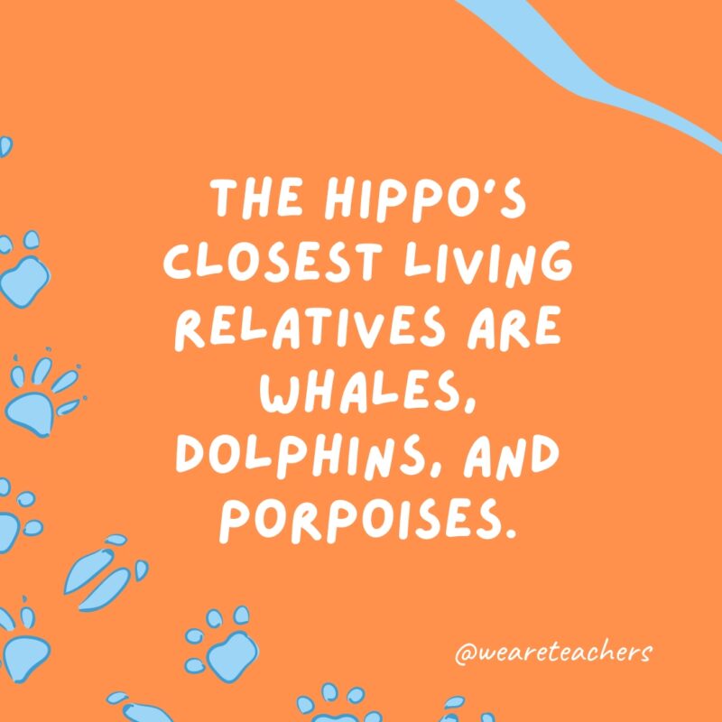 The hippo's closest living relatives are whales, dolphins, and porpoises.
