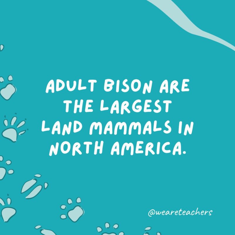 Adult bison are the largest land mammals in North America.
