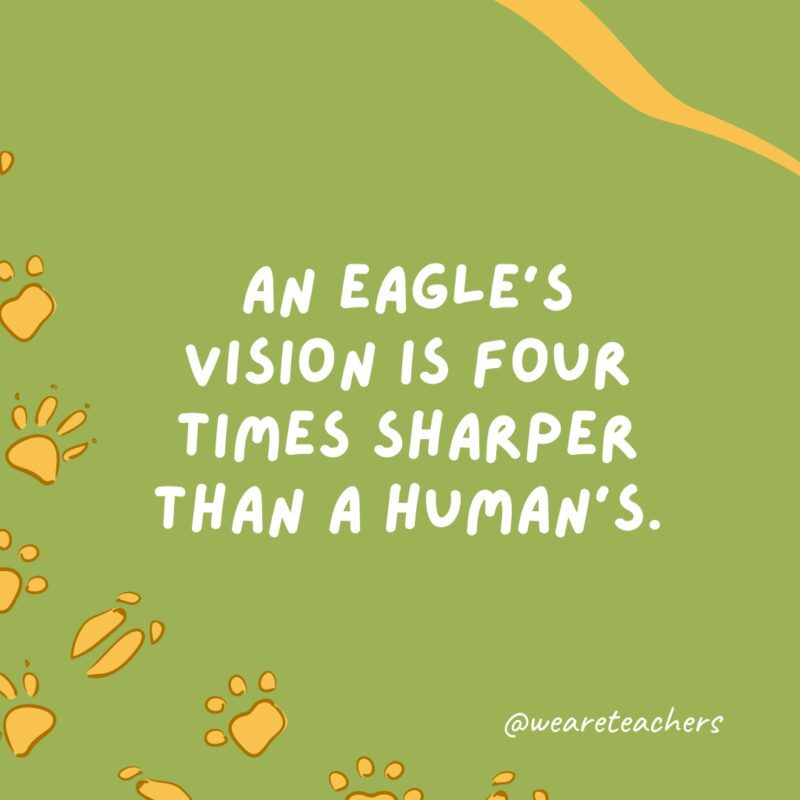 An eagle’s vision is four times sharper than a human’s.
