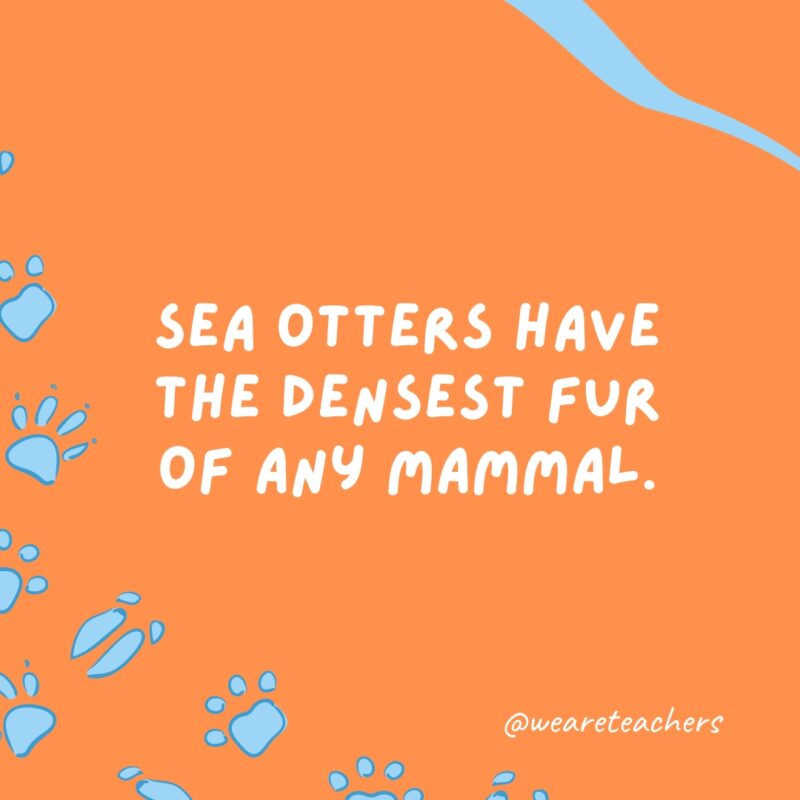 Sea otters have the densest fur of any mammal.- animal facts
