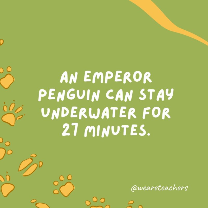 An emperor penguin can stay underwater for 27 minutes an example of animal facts.
