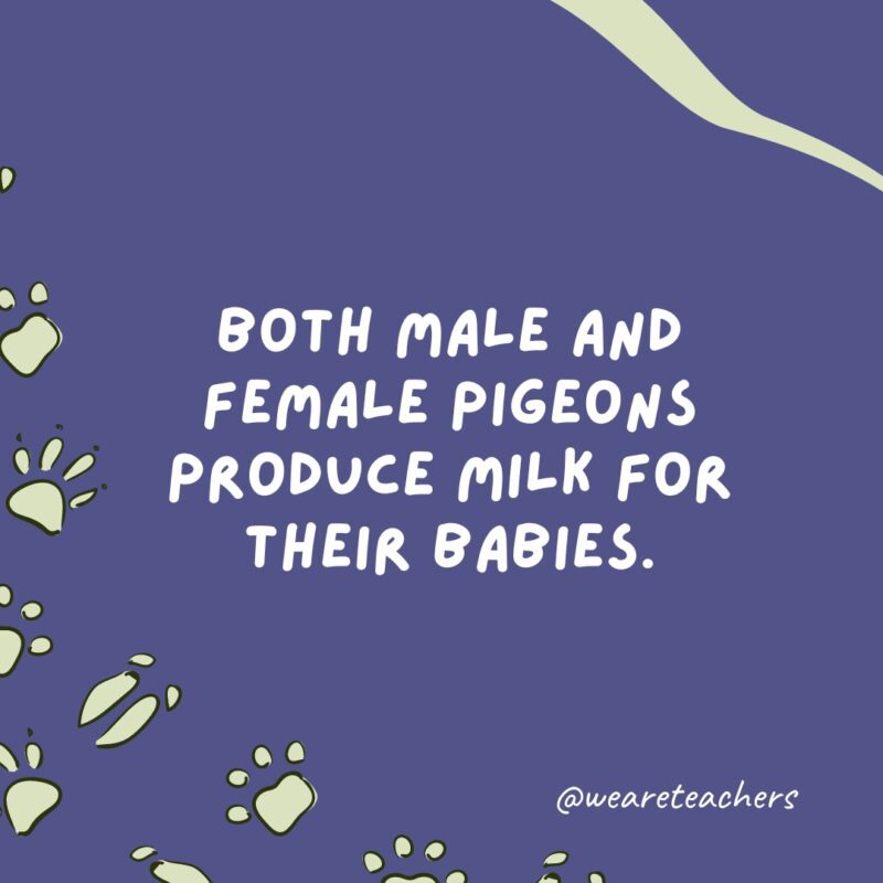 Both male and female pigeons produce milk for their babies.