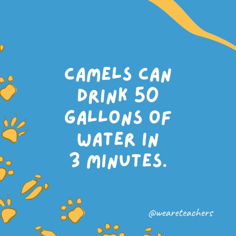 Camels can drink 50 gallons of water in 3 minutes.