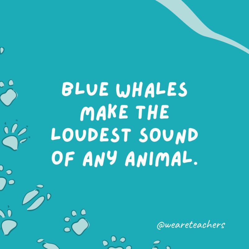 Blue whales make the loudest sound of any animal.