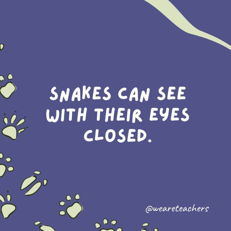 Snakes can see with their eyes closed.